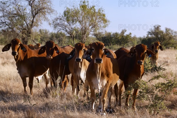 Group of Brahman cattle in a grassy landscape along Gibb River Road, Gibb River Road, Western