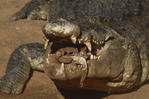 Close-up of a groin crocodile with mouth open in Malcolm Douglas Crocodile Park, Broome, Western