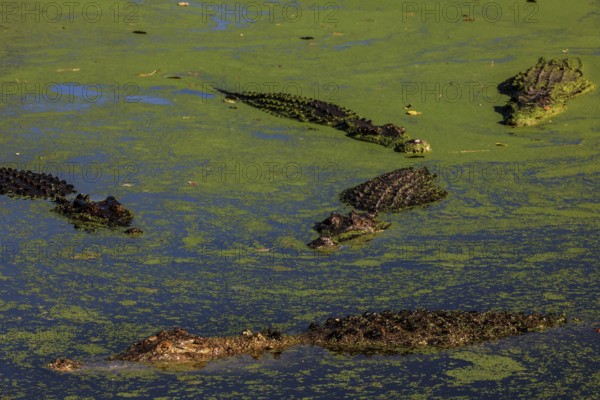 Groin crocodiles in water with green algae in Malcolm Douglas Crocodile Park, Broome, Western