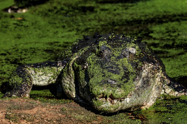 Saltwater crocodile camouflaged with green algae in Malcolm Douglas Crocodile Park, Broome, Western