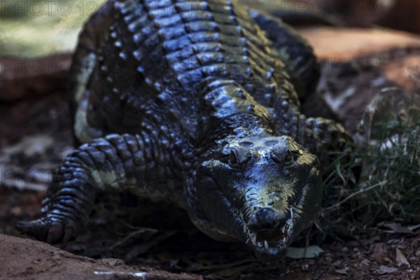 Freshwater crocodile with dark scales in Malcolm Douglas Crocodile Park in Broome, Australia,