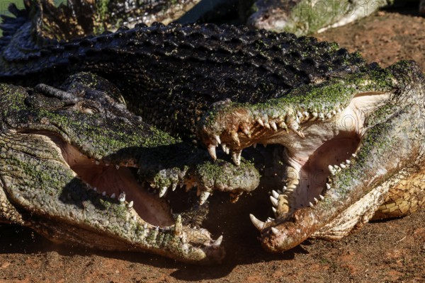 Groin crocodiles with open mouths showing teeth in Malcolm Douglas Crocodile Park, Broome, Western