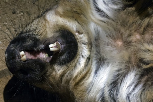 Relaxed hair-nosed wombat stretches out in the zoo and shows his teeth, Melbourne, Victoria,