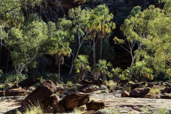Lush greenery of red umbrella palms surrounded by rocks and dry riverbed, Palm Valley, Northern