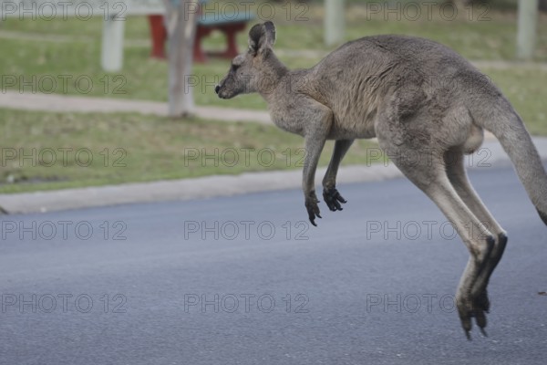 An eastern gray kangaroo jumps across the road on Raymond Island, Raymond Island, Victoria,