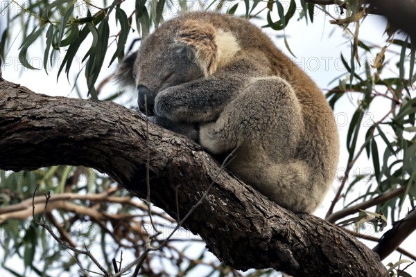 Koala sleeps curled up on a tree surrounded by leaves, Raymond Island, Victoria, Australia