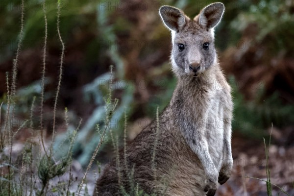 An eastern gray giant kangaroo rests among vegetation on Raymond Island, Raymond Island, Victoria,