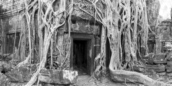 Tetrameles (Tetrameles nudiflora), tree conquers with its roots the ruins of the temple complex of