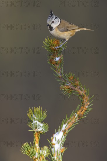 Crested Tit (Lophophanes Scalloped ribbonfish), on a spruce top covered with snow, Swabian Alb