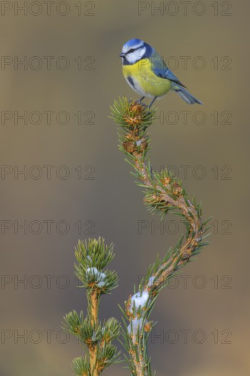 Blue tit (Cyanistes caeruleus), on a snow-covered spruce top, Swabian Alb biosphere reserve,