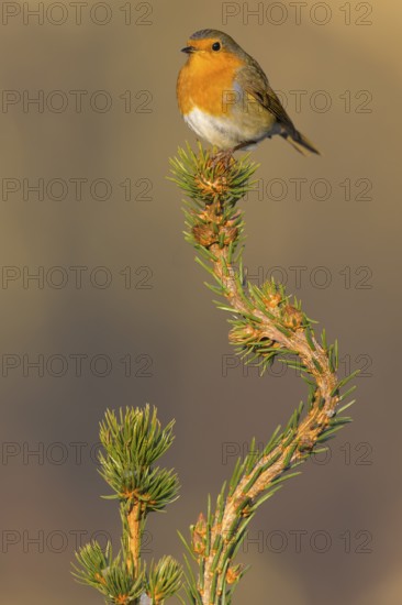 European robin (Erithacus rubecula), on spruce top, Swabian Alb biosphere reserve,