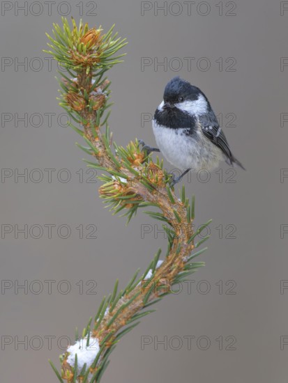 Fir tit (Periparus ater), on a spruce top covered with snow, Swabian Alb biosphere reserve,