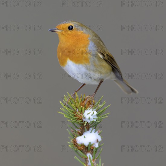 Robin (Erithacus rubecula), on a snow-covered spruce top, Swabian Alb biosphere reserve,