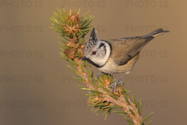 European robin (Erithacus rubecula), on spruce top, Swabian Alb biosphere reserve,