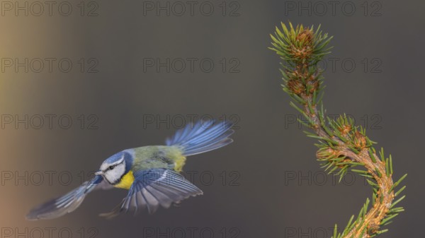 Blue tit (Cyanistes caeruleus), taking off from a spruce top, Swabian Alb biosphere reserve,