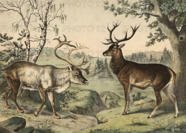 Animals: reindeer, Tarandus rangifer, noble deer, Cervus elaphus, school painting, authentic