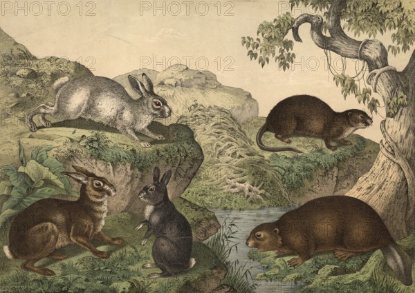 Rodents: hare, Lepus timidus, alpine hare, Lepus variabilis, rabbit, Lepus cuniculus, beaver,
