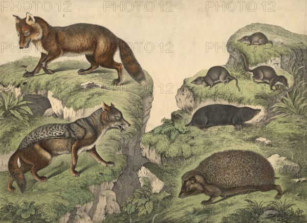 Predators (left) and insectivores: jackal, Canis aureus, fox, Vulpes vulgaris, hedgehog, Erinaceus