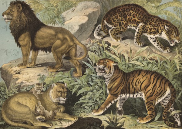 Predators: lion and lioness, Felis leo, tiger, Felis tigris, jaguar, Felis onca, school picture,