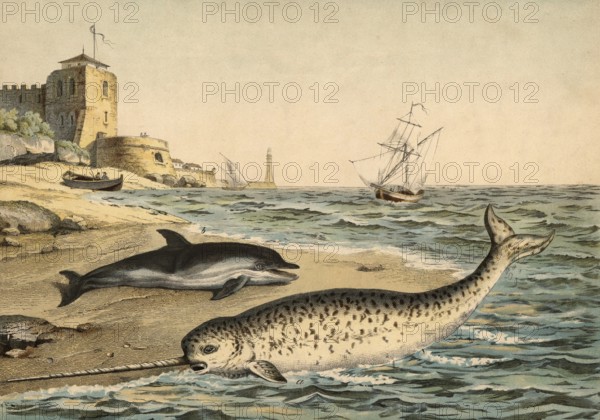 Animals: Narwhal, Monodon monoceros and dolphin, Dolphinus delphis, school painting, authentic