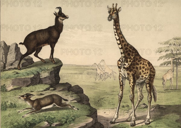 Animals, ruminants: giraffe, Camelopardis girafa, chamois, Capella rupicapra, gazelle, gazella