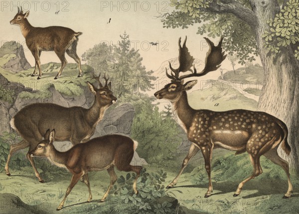 Animals: fallow deer, dama platyceros, deer, Capreolus vulgaris, cliff jumper, Oreotragus