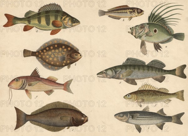 Animals, fish: sunfish or petersfish, Zeus faber, plaice, pleuronectes platessa, halibut,