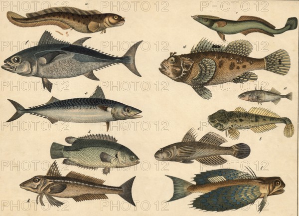 Animals, Fish: eel, Blennius viviparus, tadhead or bullhead, Cottus gobio, striped shipowner,