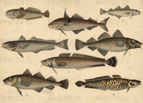 Animals, fish: starseer or skygazer, Uranoscopus scaber, haddock, Gadus merlusius, Leng, Gadus