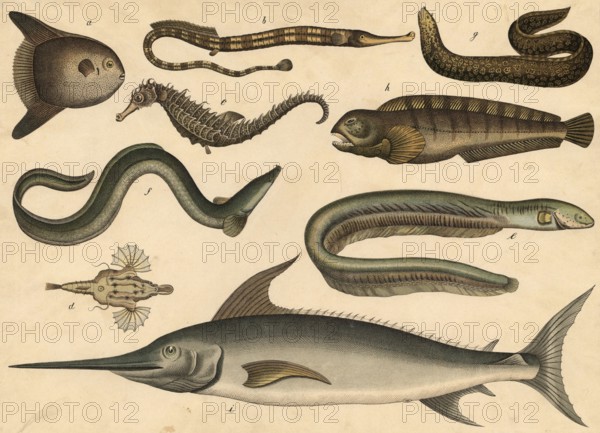 Animals, fish: sunfish, orthagoriscus mola or mola mola, sea needle, Syngnathus acus, seahorse,