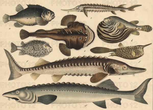 Animals, fish: clubfish or sea hare, Cyclopterus lumpus, frogfish or monkfish, Lophius piscatorius,