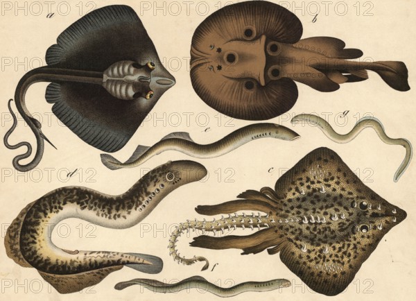 Animals, fish: eagle rays, Myliobatis aquilla, bitter rays, torpedo marmorata, sleeping ray, raja