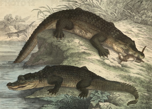 Animals, lizards: caiman, Crocodile lucius, Nile crocodile, crocodilus vulgaris, school picture,