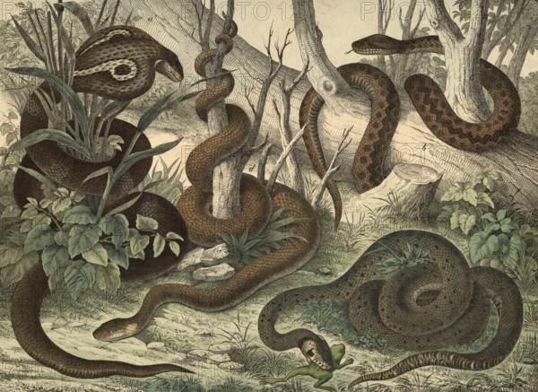Animals, snakes: spectacled snake or Indian cobra, Naja tripudians or Naja naja, viper, Pelias