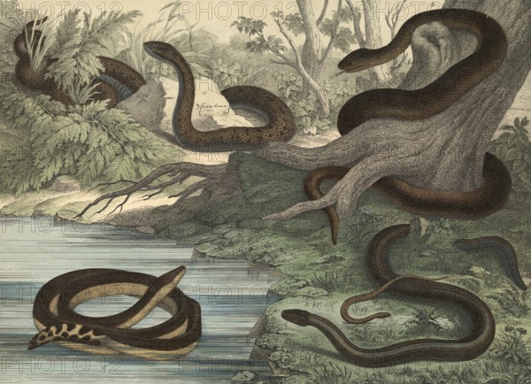 Animals, snakes and lizards: black snake, Coluber Austriacus, snake, Coluber flavescens, sea snake,