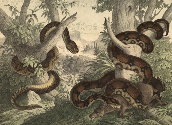 Animals, snakes: rattlesnake, Crotalus horridus, kingsnake or god snake, boa constrictor, school