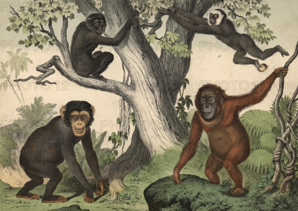 Monkeys: chimpanzee, Troglodytes niger, orangutan, Simia satyrus, Gibbon, Hylobates lar, Siamang,