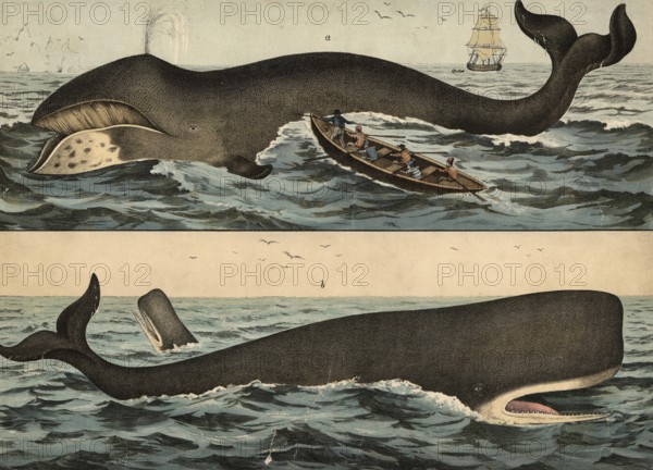 Animals: Greenland whale, Balaena mysticetus and sperm whale, Physeter macrocephalus, school