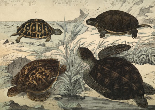 Animals, turtles: giant tortoise, Chelonia mydas, hawksbill turtle, Chelonia imbricata, Greek