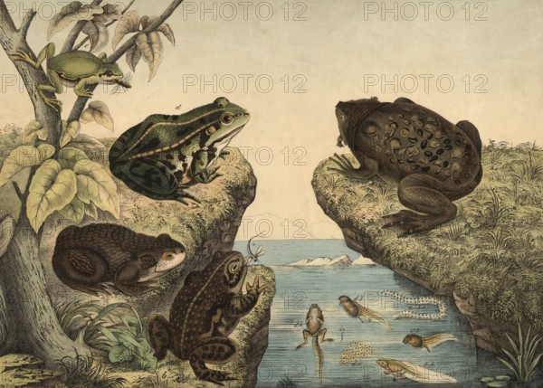 Animals, amphibians and amphibians: toad, Bufo cinereus, cross toad, Bufo calamita, pipa, pila