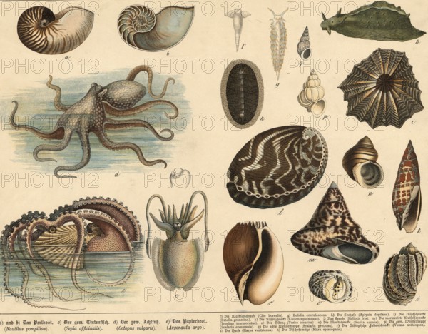 Animals: squids and snails, school picture, authentic reproduction of a school mural, around 1900,