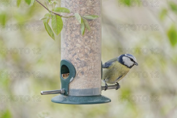 Blue tit (Cyanistes caeruleus) eating seeds from a feeder. seasonal bird feeding. Bad Salzschlirf,