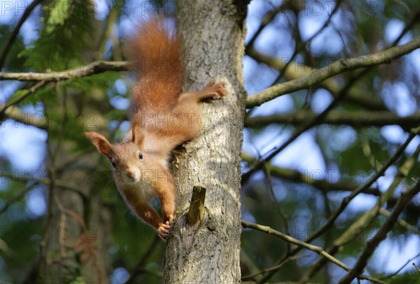 A red squirrel climbs down from the tree and watches with interest. Bad Salzschlirf, Hessen,
