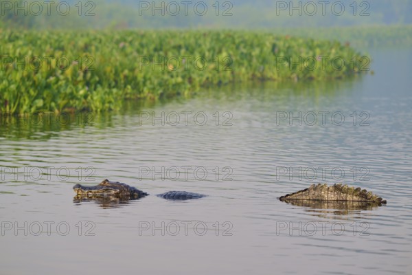 Caiman in water near swamp area with dense green vegetation, spectacled caiman (Caiman yacare,