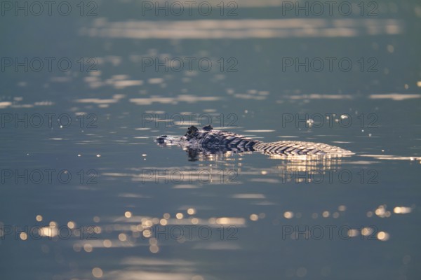 The caiman rests calmly in the still water, shimmering golden reflections everywhere, Spectacled