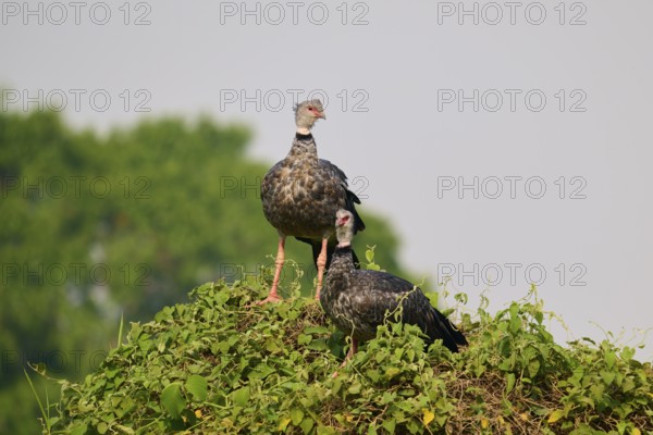 Two birds on a leaf-covered hill against a blue sky, Collared Weaver (Chauna torquata), Pantanal,