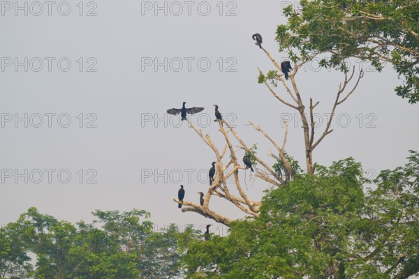 Several birds sitting and standing on the bare branches of a large tree, Olive Cormorant,