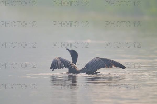 A bird with outstretched wings swimming on a misty body of water in a calm environment, Olive