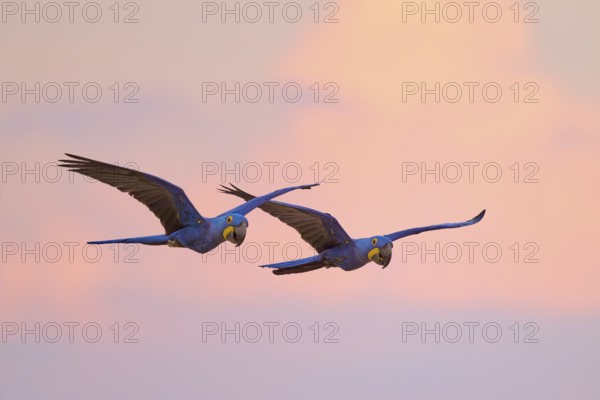 Two blue macaws in harmonious flight against a pink sunset sky, Hyacinth Macaw (Anodorhynchus