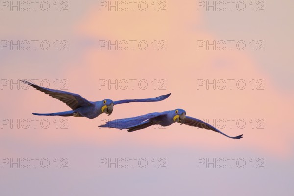 Blue sky at sunset, two macaws in elegant flight with pink clouds in the background, Hyacinth Macaw